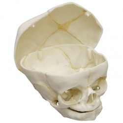 Erler-Zimmer Fetal Skull Model with Calvarium Cut (40 Weeks)